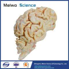 The brain hemisphere of dog plastinated specimen