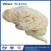 Dog brain plastination specimen