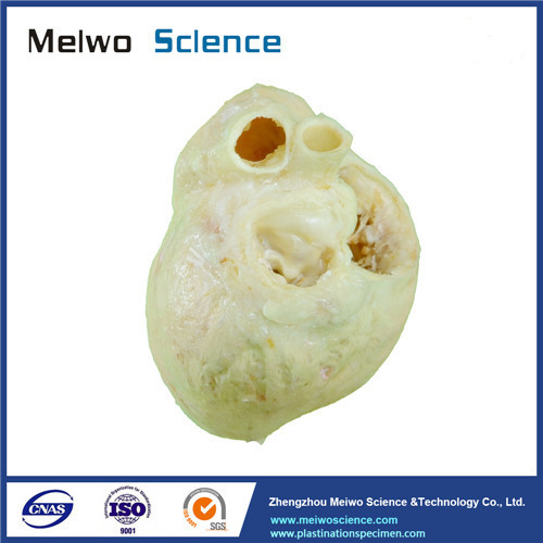 Dog cardiac muscle fiber ring specimen plastination