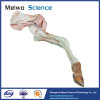 Anterior limb muscles vessels and nerves of cow plastinated specimen