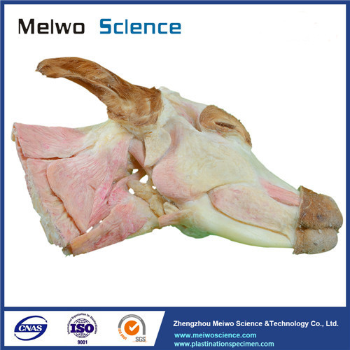 Median sagittal section of cow head and neck with brain plastinated specimen