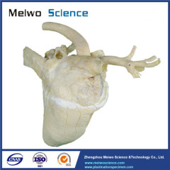 Heart cavity of cow plastinated specimen