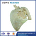 Medical heart of cow plastinated specimen