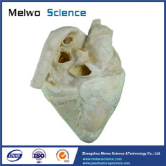 Medical heart of cow plastinated specimen