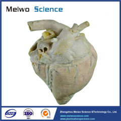 Heart blood vessel of cow plastinated specimen