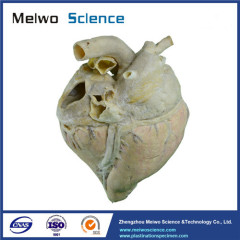 Heart blood vessel of cow plastinated specimen