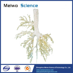 Bronchial tree of cow plastinated specimen