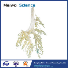 Bronchial tree of cow plastinated specimen