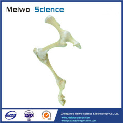 Posterior limb joint of sheep plastinated specimen