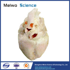 Heart structure of sheep plastinated specimen