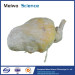 Pig urinary bladder plastinated specimen