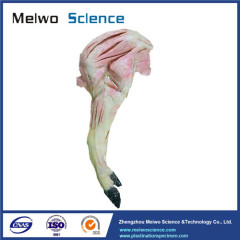 Anterior limb vessels and nerves of pig plastinated specimen