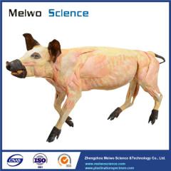 Medical pig plastinated specimen for sale