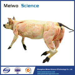 Medical pig plastinated specimen for sale