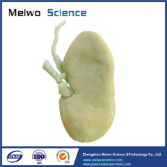 Coronal section of pig kidney plastinated specimen