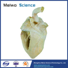 Heart cavity of pig plastinated specimen