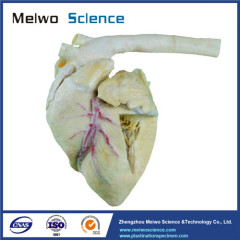 Heart cavity of pig plastinated specimen