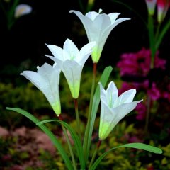 Solar Lily Flower Outdoor Garden Stake Lights