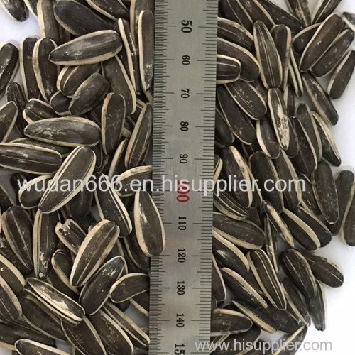 Top Quality Sunflower Seeds