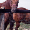 12.5 Gauge Safe fence mesh And Charming Field Fencing For Horses