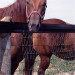 V horse mesh fence