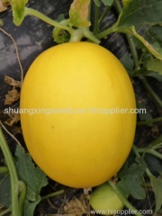 middle mature hybrid f1 Hami melon seeds