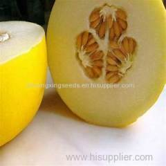 middle mature hybrid f1 Hami melon seeds