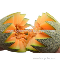 high sugar content hybrid f1 Hami melon seeds for planting