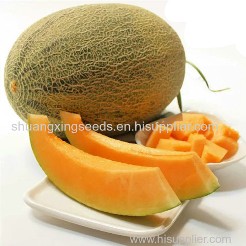 yellow skin with net hybrid musk melon seeds f1
