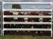 CATTLE PANELS - HOT-DIPPED GALVANIZED & PVC COATING