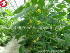 China factory direct supply HDPE plant support net for agricultural