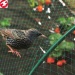 China factory directly supply HDPE plastic green anti-bird netting for agricultural