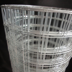 Galvanized Welded Wire Mesh