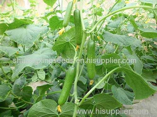 Green Color and TOTEM Certification f1 hybrid vegetable cucumber seeds