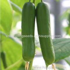 Green Color and TOTEM Certification f1 hybrid vegetable cucumber seeds