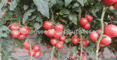 hybrid pink tomato seeds chinese vegetable seeds