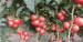 hybrid pink tomato seeds chinese vegetable seeds