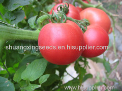 hybrid pink tomato seeds chinese vegetable seeds