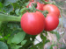 hybrid pink tomato seeds chinese vegetable seeds