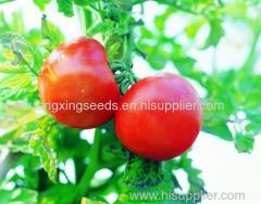 wholesale hybrid f1 tomato seeds vegetable seeds