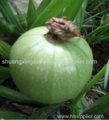 high resitance hybrid round green skin squash seeds