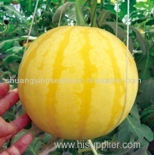 early maturity hybrid f 1 watermelon seeds