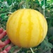 early maturity hybrid f 1 watermelon seeds