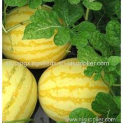 early maturity hybrid f 1 watermelon seeds