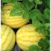 early maturity hybrid f 1 watermelon seeds