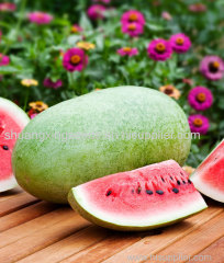 big size hybrif f1 green watermelon seeds