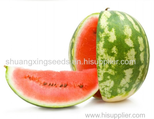 triploid hybrid f1 watermelon seeds