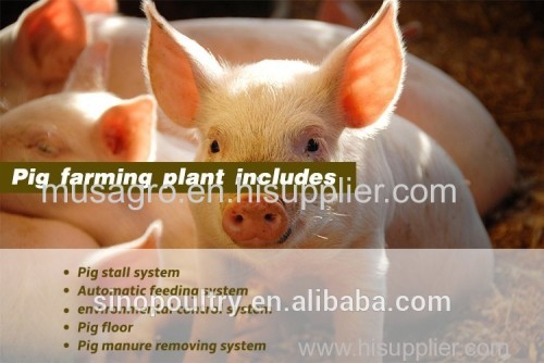 pig farm pig crate pig stall design floor feeding system equipment