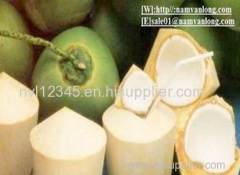 FRESH YOUNG COCONUT WITH HIGH QUALITY