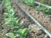 Drip Irrigation Drip Irrigation